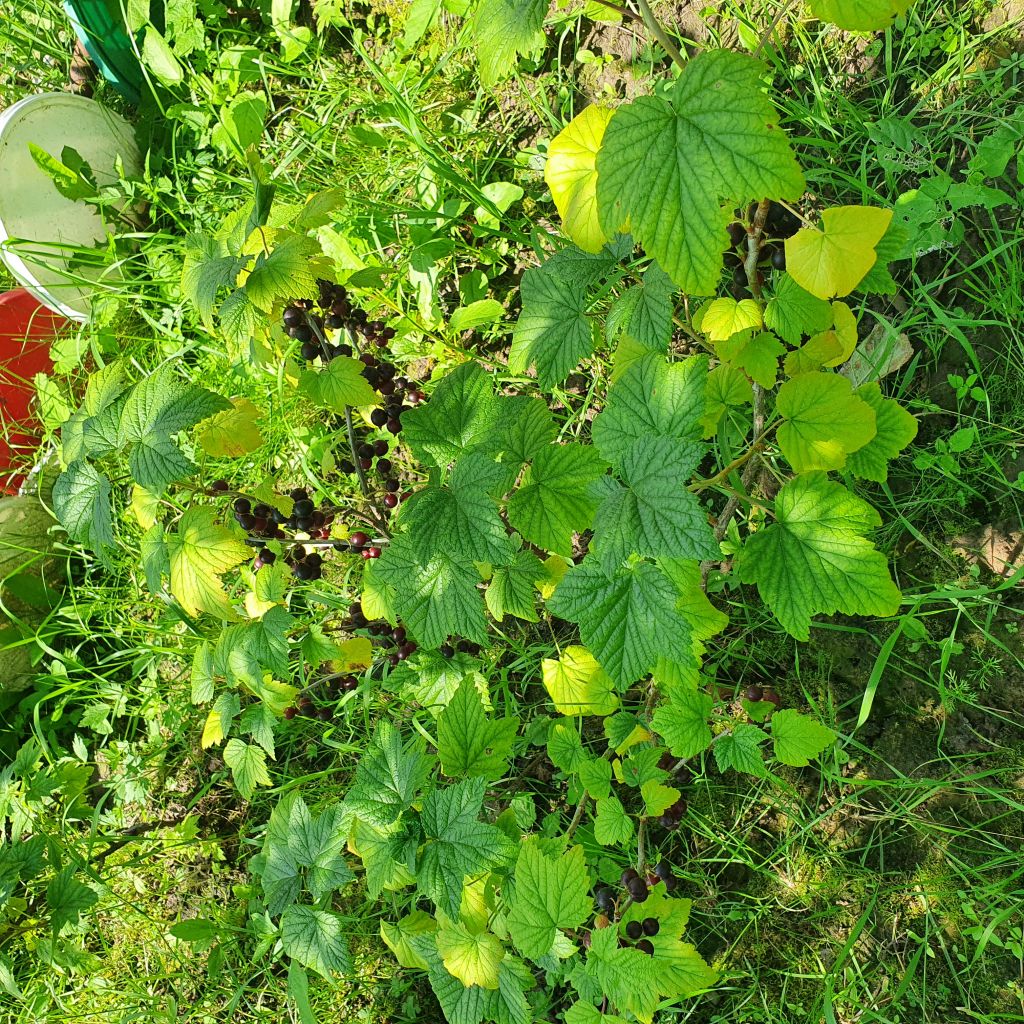 Продажа участка, Кстово, СНТ Волга Продажа участка, Кстово, СНТ Волга