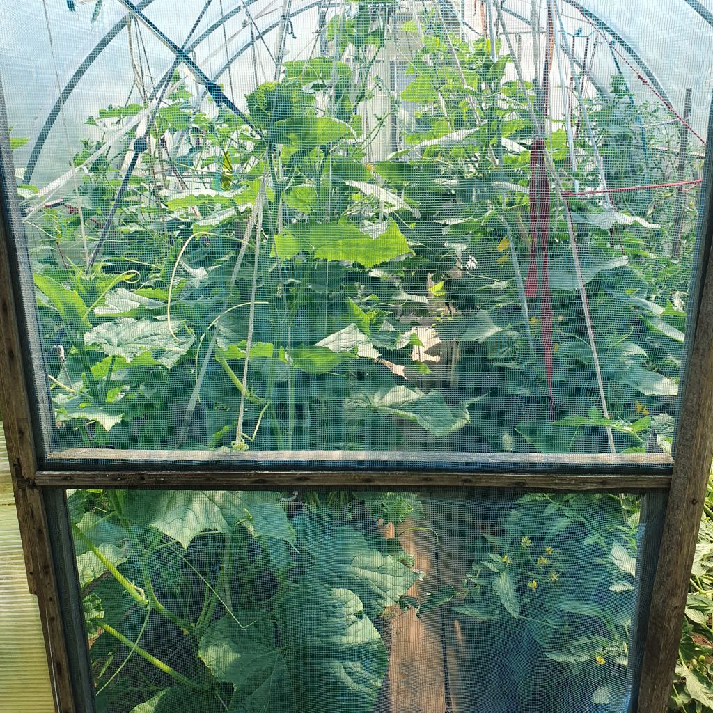 Продажа участка, Кстово, СНТ Волга Продажа участка, Кстово, СНТ Волга
