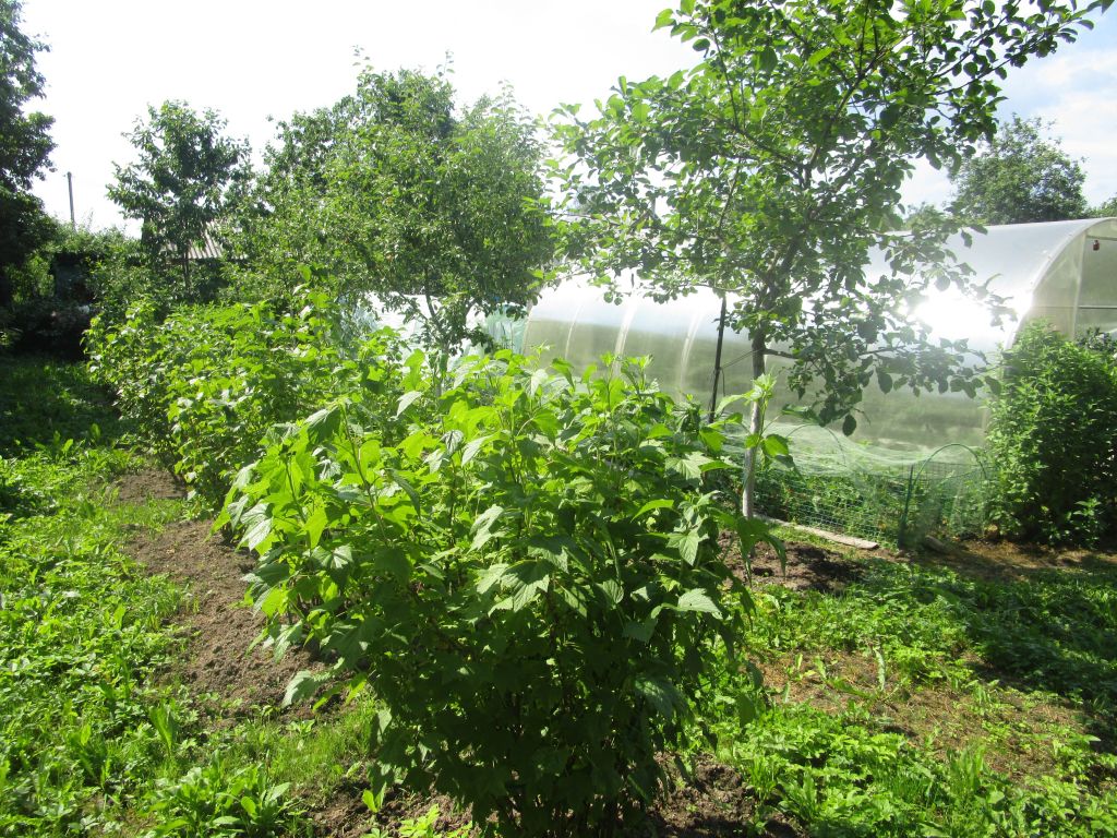 Продажа дачи, 50м <sup>2</sup>, 6 сот., Смоленск, Досуговское ш Продажа дачи, 50м <sup>2</sup>, 6 сот., Смоленск, Досуговское ш
