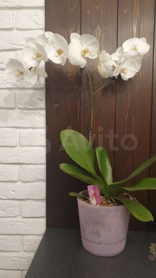 Аренда 1-комнатной квартиры, Ставрополь, Крупской пер,  29/1