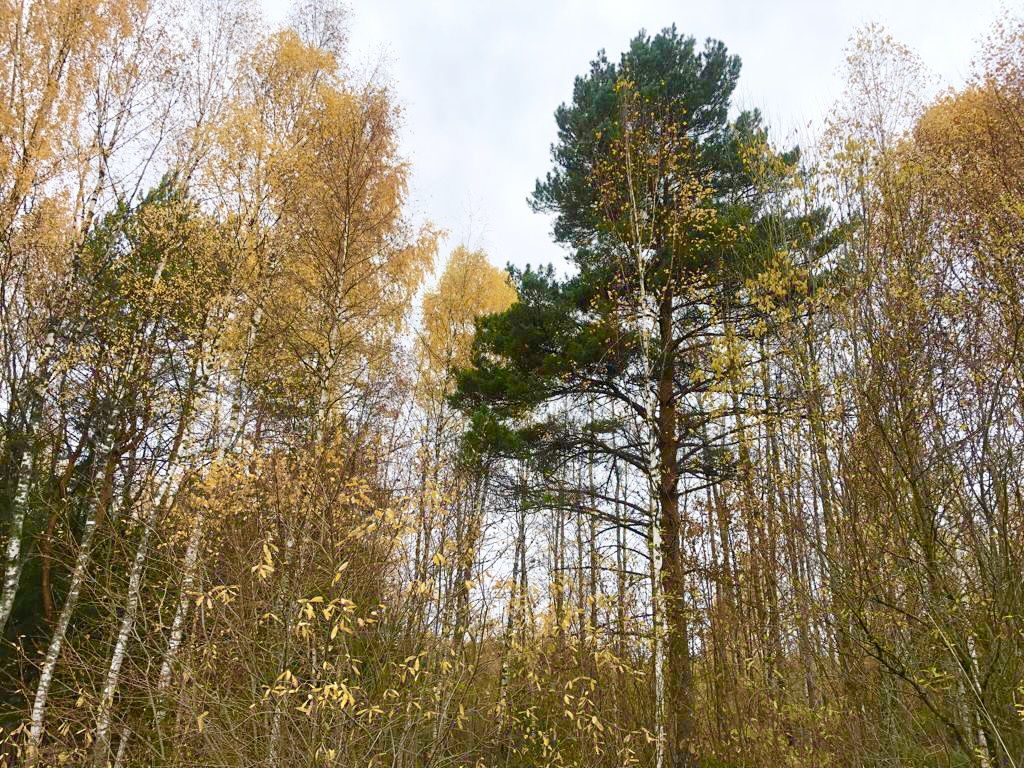 Продажа участка, Соломидино