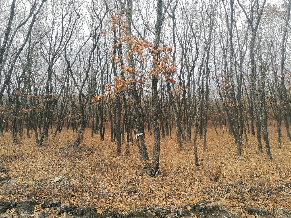 Продажа участка, Находка, Ольховая ул