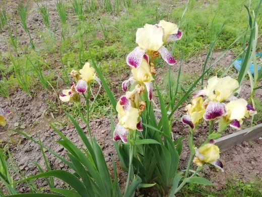 Продажа дома, 47м <sup>2</sup>, 13 сот., Ершово