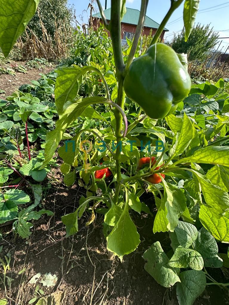 Продажа дома, 100м <sup>2</sup>, 15 сот., Змейка