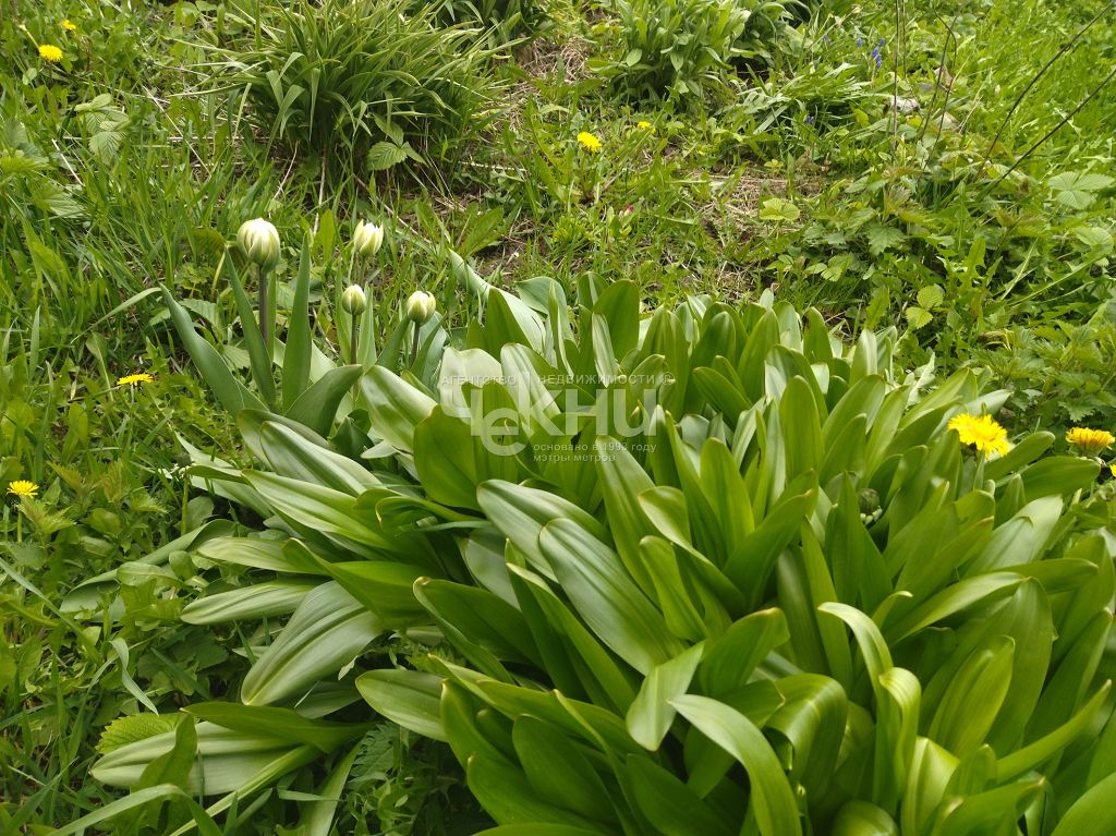 Продажа дома, 60м <sup>2</sup>, 11 сот., Владимирское, Октябрьская ,  11