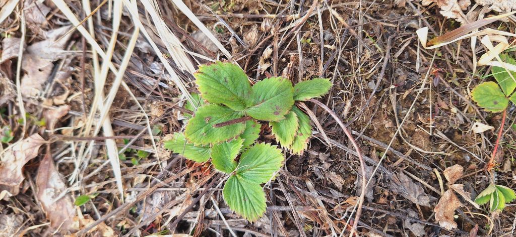 Продажа дома, 100м <sup>2</sup>, 13 сот., Шеховская