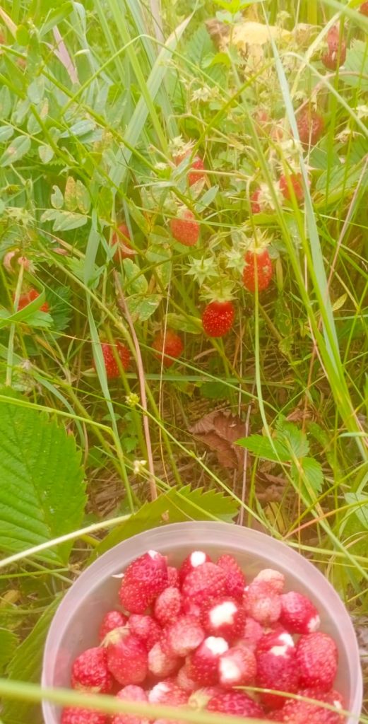 Продажа дома, 50м <sup>2</sup>, 23 сот., Новая, Клубная