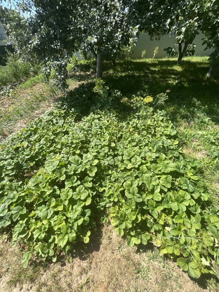 Продажа дачи, 54м <sup>2</sup>, 6 сот., Безводное, СНТ Мечта