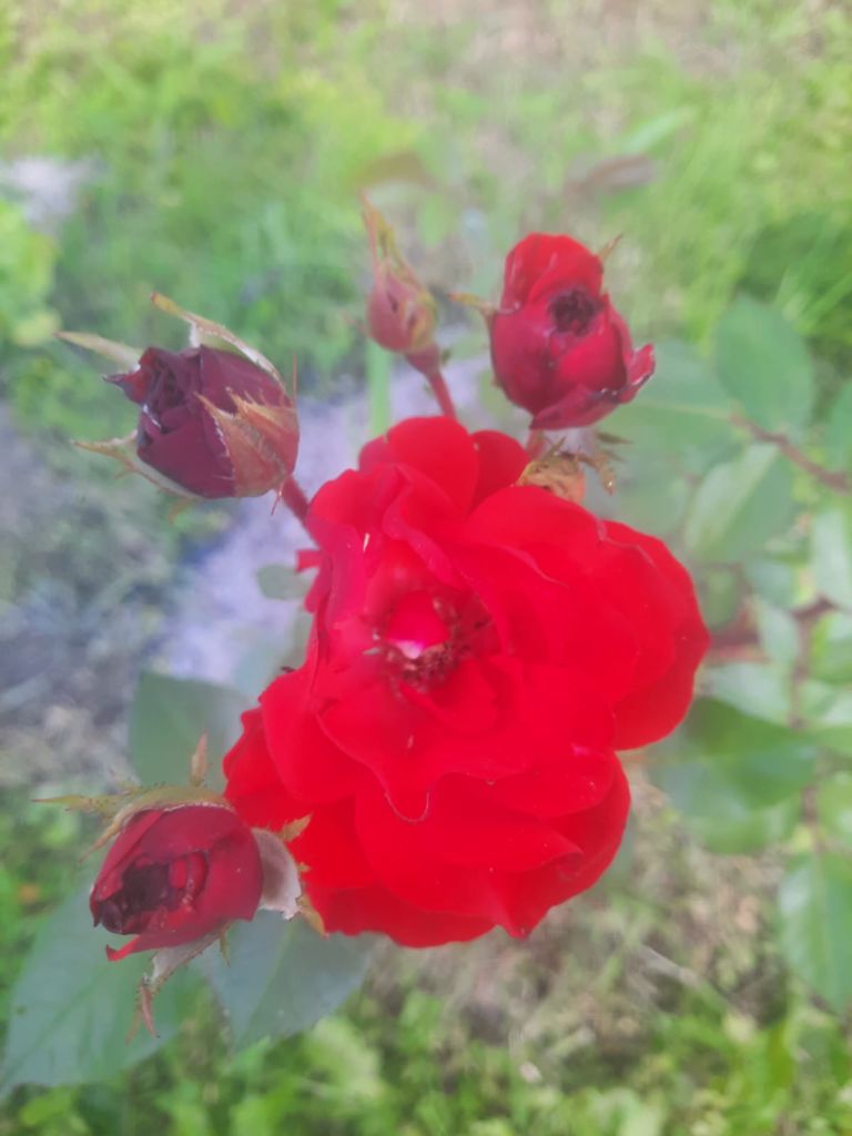 Продажа дачи, 18м <sup>2</sup>, 11 сот., Строитель, Любимая,  356