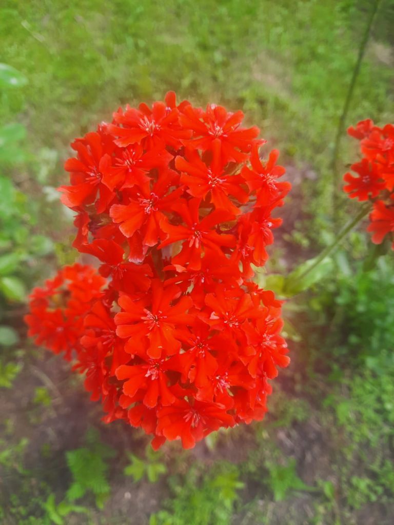 Продажа дачи, 18м <sup>2</sup>, 11 сот., Строитель, Любимая,  356