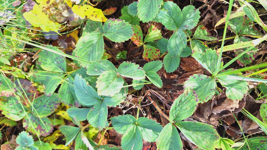 Продажа участка, Заволжье, Рождественская ул