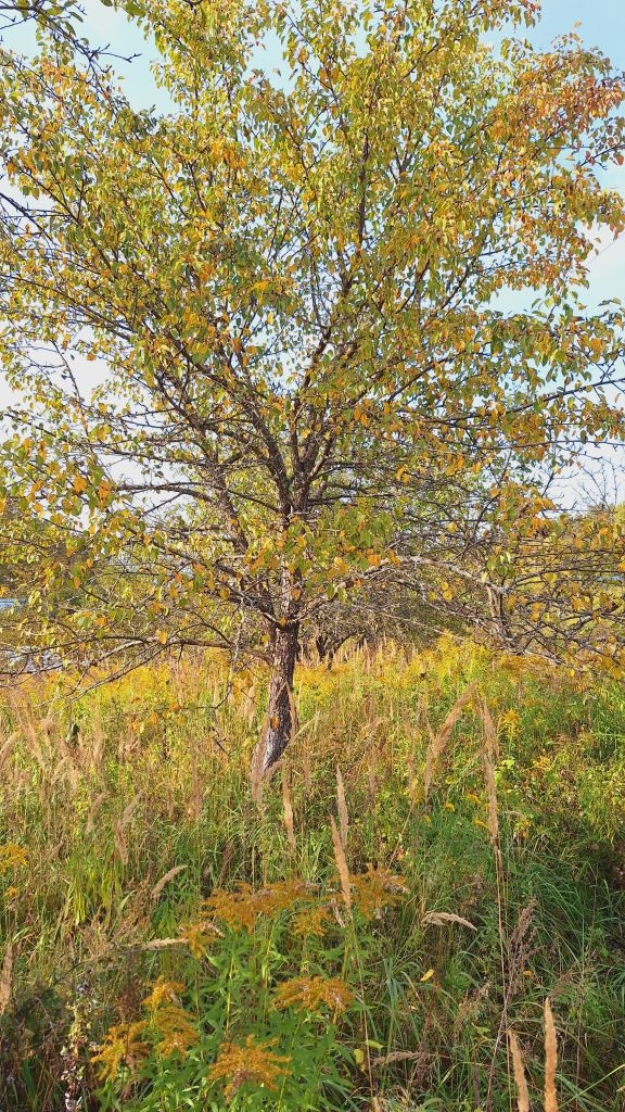 Продажа участка, Заволжье, Рождественская ул