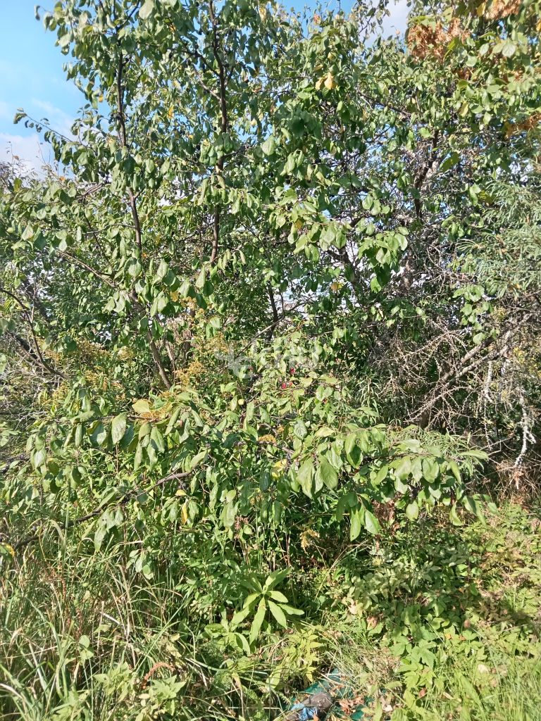 Продажа дачи, 20м <sup>2</sup>, 4 сот., Городец, Орджоникидзе ул