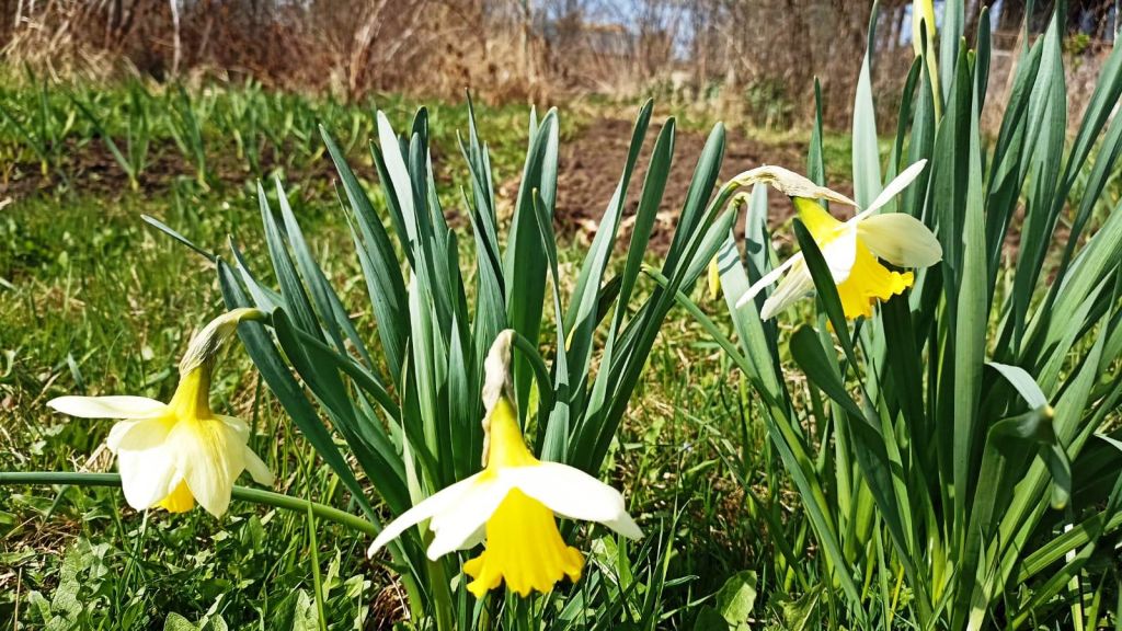 Продажа дачи, 20м <sup>2</sup>, 5 сот., Кострома, Дубки Территория СНТ