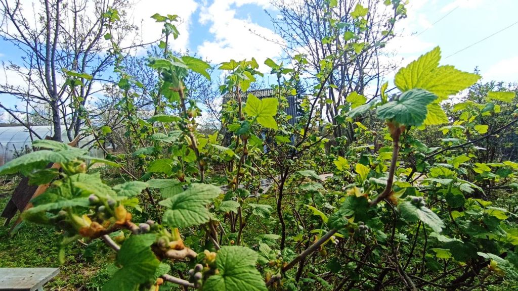 Продажа дачи, 20м <sup>2</sup>, 5 сот., Кострома, Дубки Территория СНТ