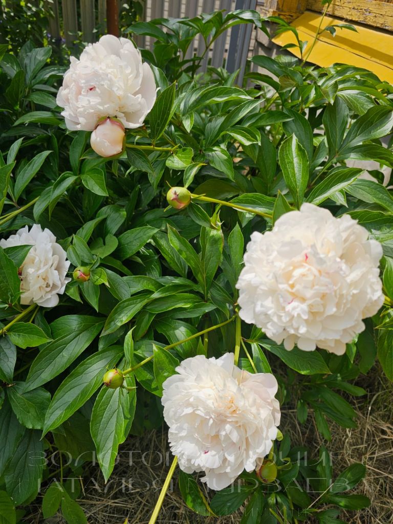 Продажа дома, 81м <sup>2</sup>, 13 сот., Доскино, Центральная,  46