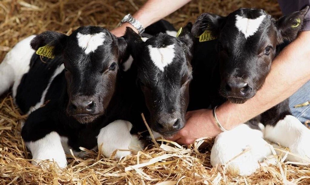 Продажа коммерческой недвижимости, 50000м <sup>2</sup>, Лысково, 1 Мая пер