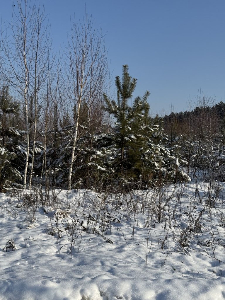 Продажа участка, Пантелеево