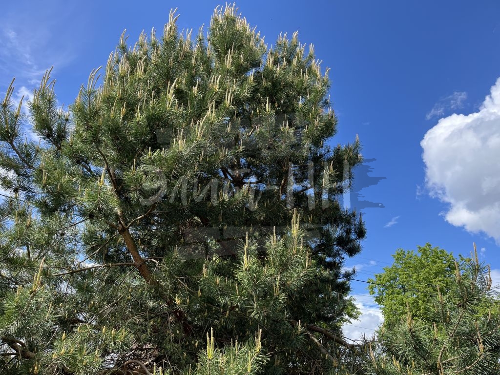 Продажа дома, 225м <sup>2</sup>, 15 сот., Балахна, Игнатово ул,  34