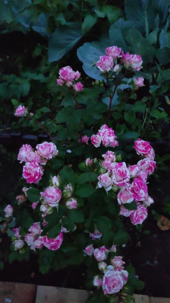 Продажа дома, 62м <sup>2</sup>, 6 сот., Кохма, Красина ул,  3а