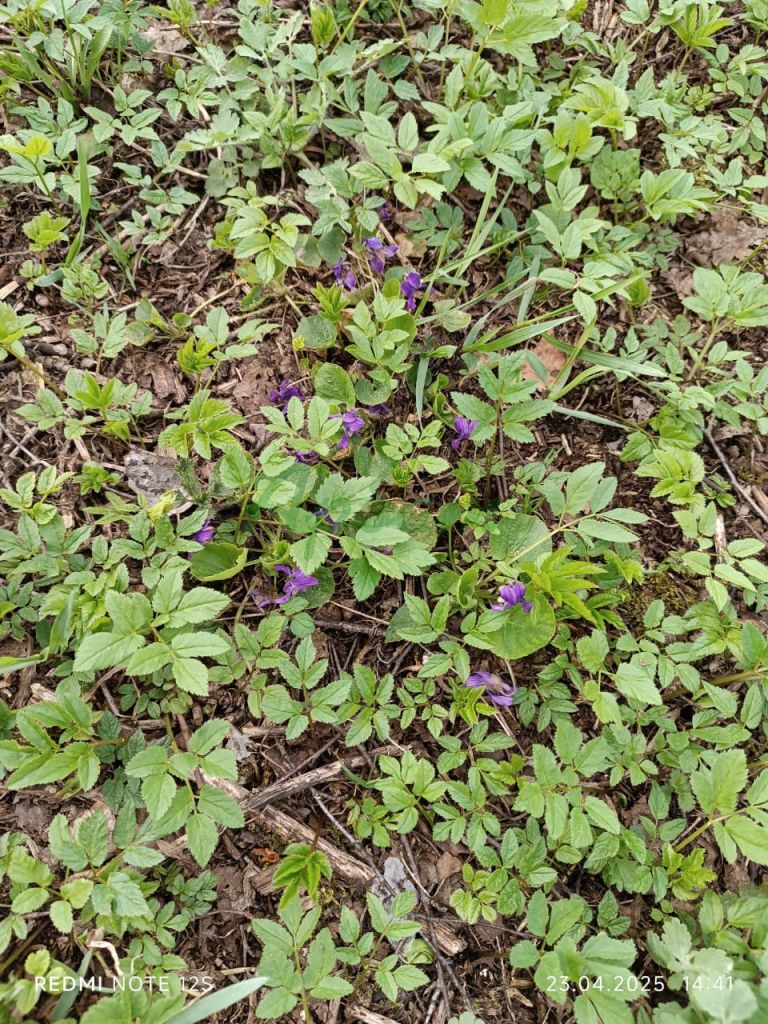 Продажа участка, Тверская,  142