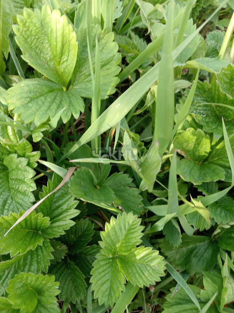 Продажа дачи, 60м <sup>2</sup>, 5 сот., Нижегородская