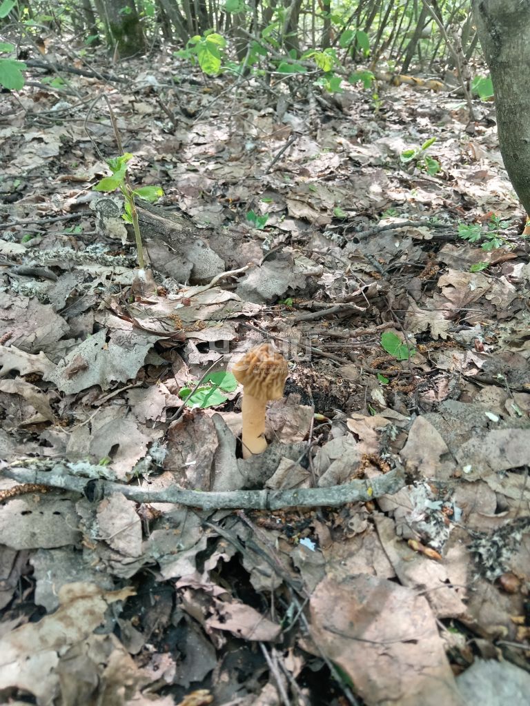 Продажа дачи, 60м <sup>2</sup>, 5 сот., Нижегородская