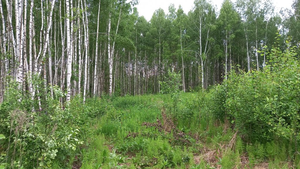 Продажа участка, Ясная Поляна,  98