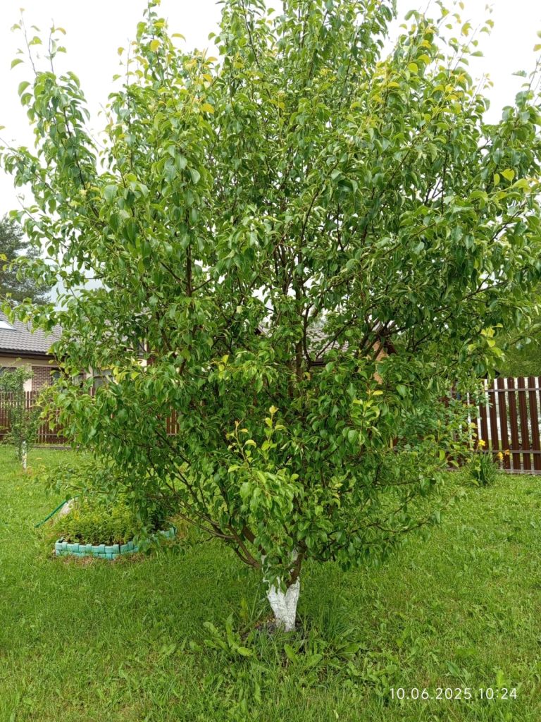 Продажа дома, 98м <sup>2</sup>, 7 сот., Напрудное