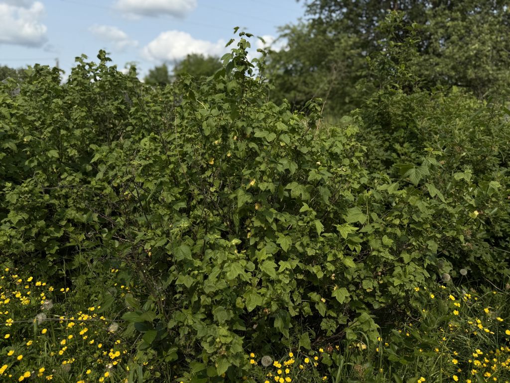 Продажа участка, Кострома, Красная Байдарка ул