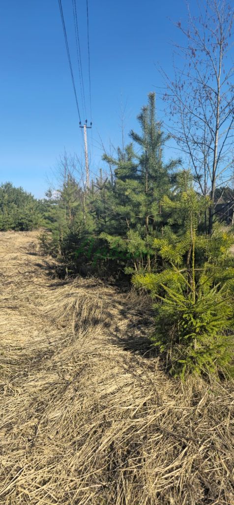 Продажа участка, Олбово