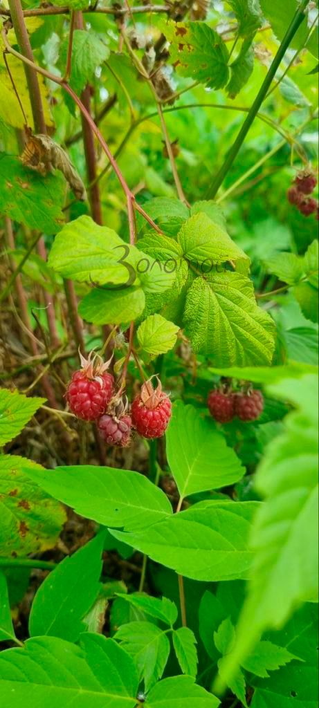 Продажа участка, Пурех,  19