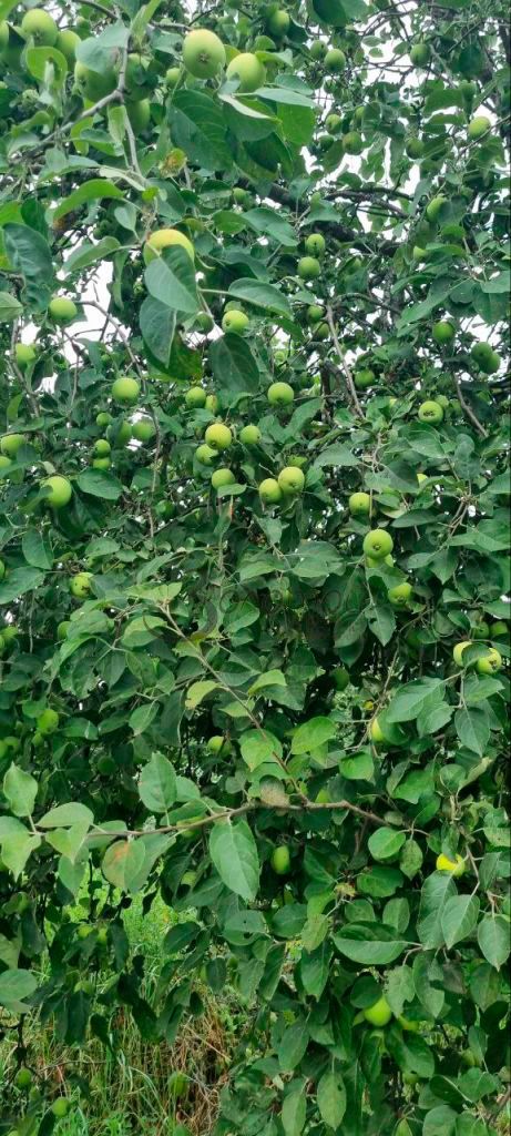 Продажа участка, Пурех,  19