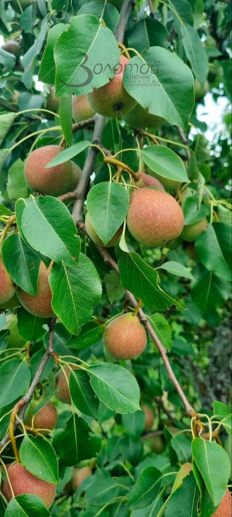 Продажа участка, Пурех,  19