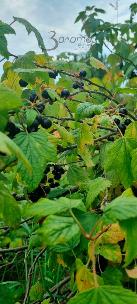 Продажа участка, Пурех,  19