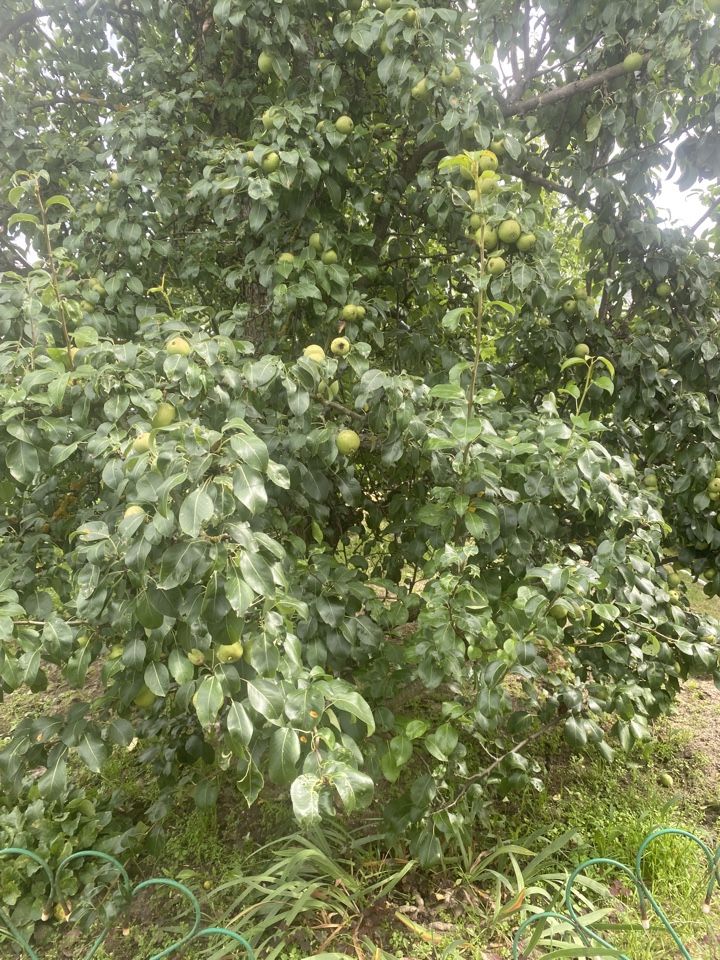 Продажа дома, 80м <sup>2</sup>, 5 сот., Нижний Новгород, Нагулино пос,  488