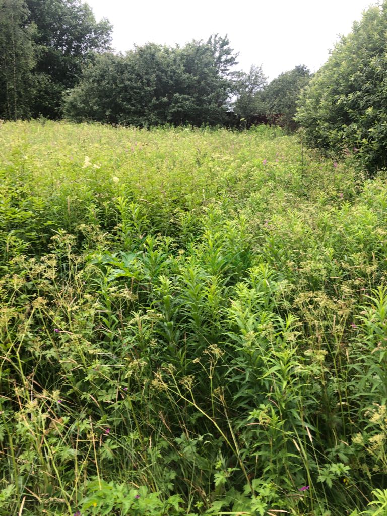 Продажа участка, Заселье