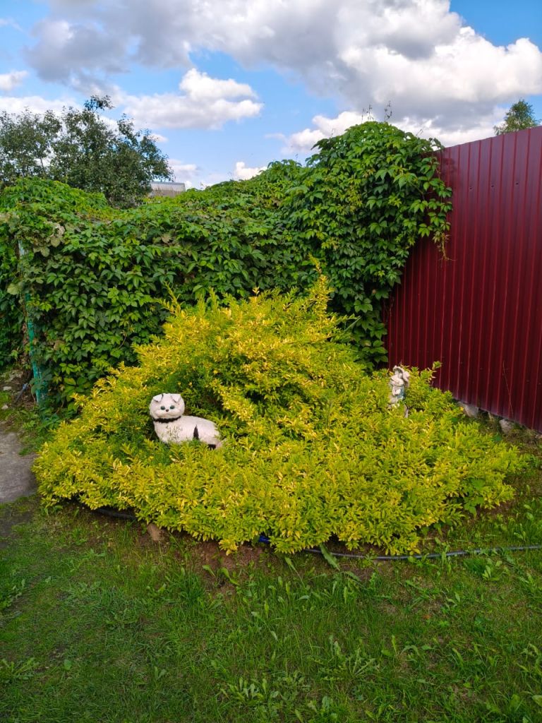 Продажа дома, 48м <sup>2</sup>, 25 сот., Пальцево