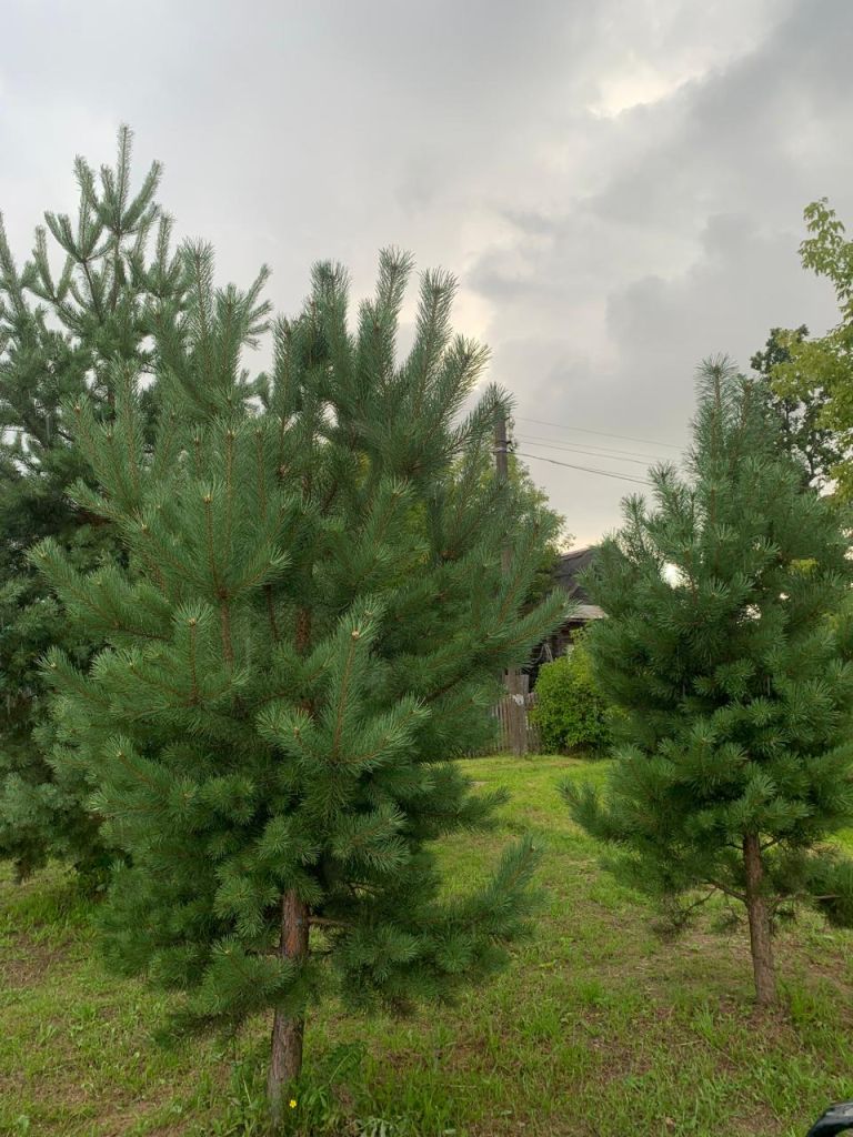 Продажа участка, Болтино,  37:15:040312:28