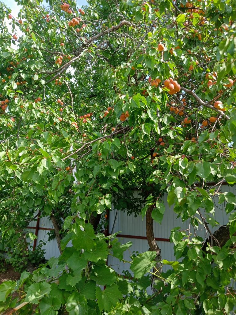 Продажа дачи, 30м <sup>2</sup>, 4 сот., Саратовская, Снт Роса 