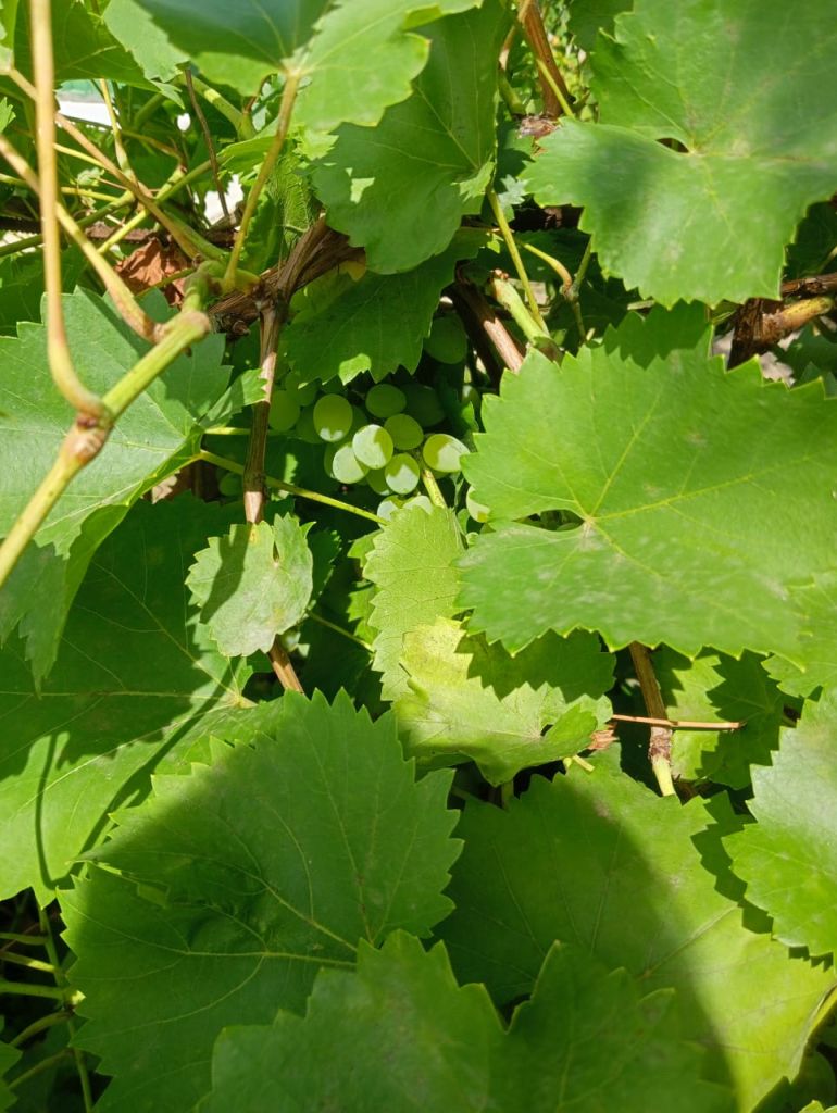 Продажа дачи, 30м <sup>2</sup>, 4 сот., Саратовская, Снт Роса 