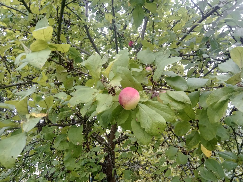 Продажа дачи, 53м <sup>2</sup>, 10 сот., Хмелевая Поляна, территория СНТ Ромашка,  610