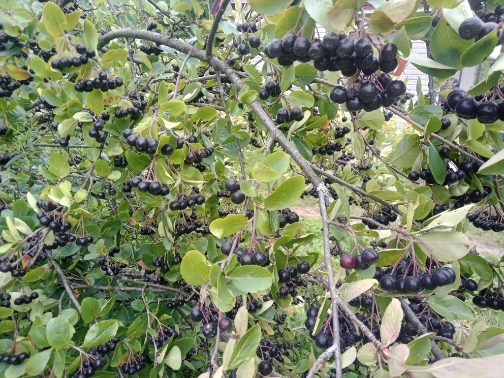 Продажа дачи, 53м <sup>2</sup>, 10 сот., Хмелевая Поляна, территория СНТ Ромашка,  610