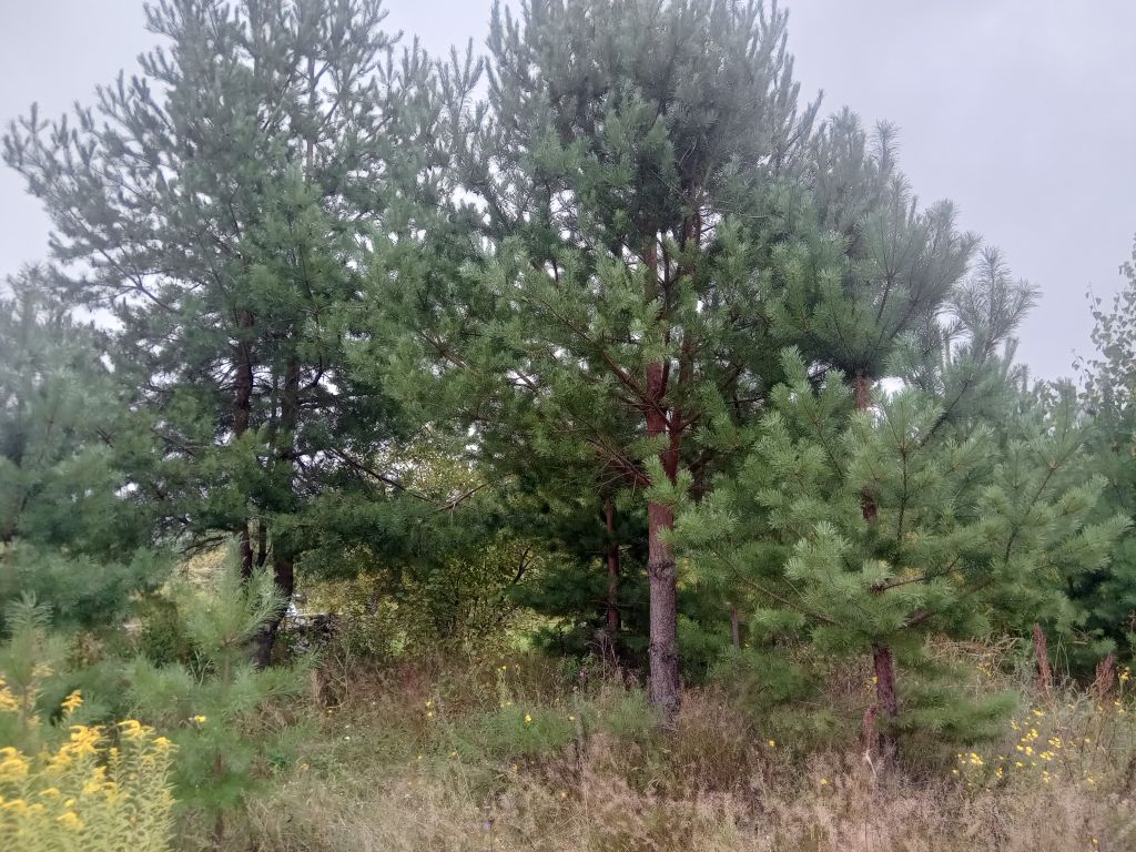 Продажа дачи, 53м <sup>2</sup>, 10 сот., Хмелевая Поляна, территория СНТ Ромашка,  610