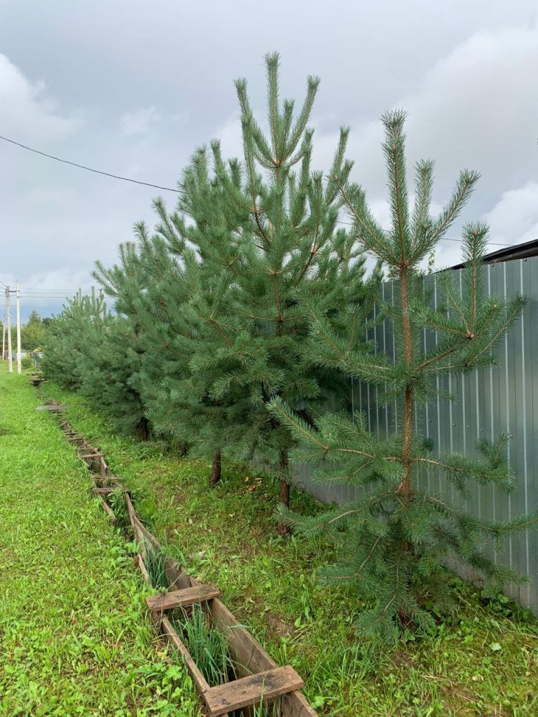 Продажа дома, 45м <sup>2</sup>, 8 сот., Кинешма, Войкова ул