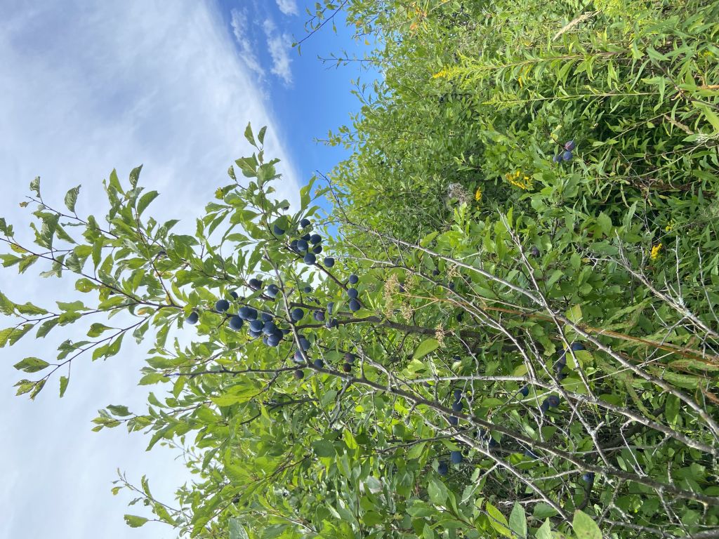 Продажа участка, Кострома, Героев ул,  55