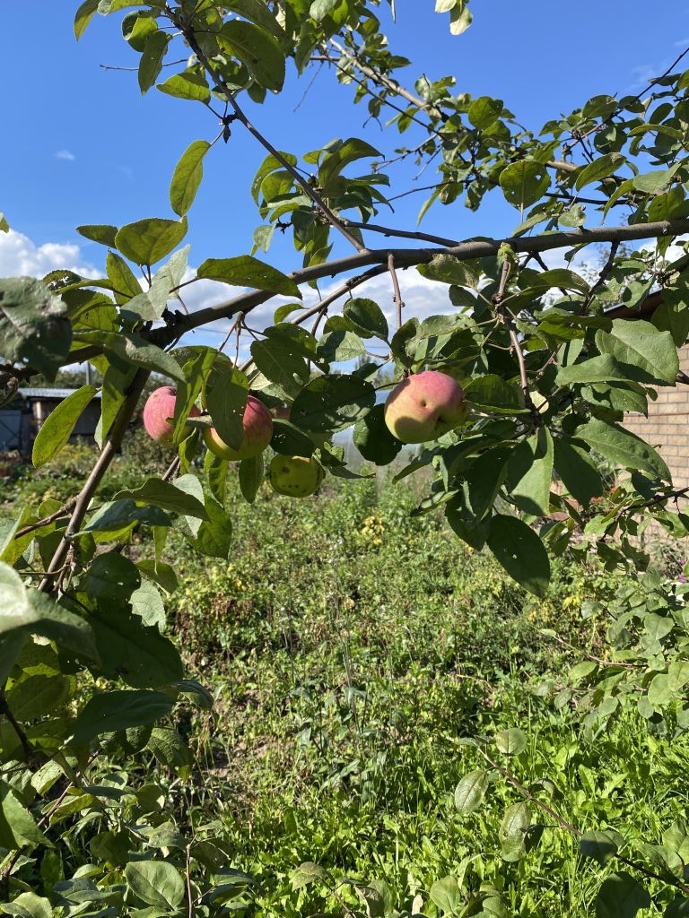 Продажа дачи, 11м <sup>2</sup>, 4 сот., Кострома, Поляны СНТ