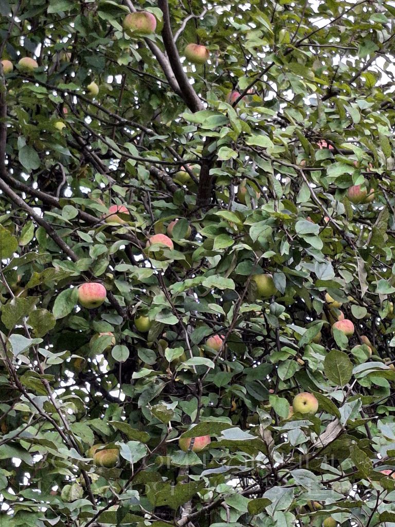 Продажа дома, 120м <sup>2</sup>, 6 сот., Нижегородская, СНТ Золотое Руно,  237