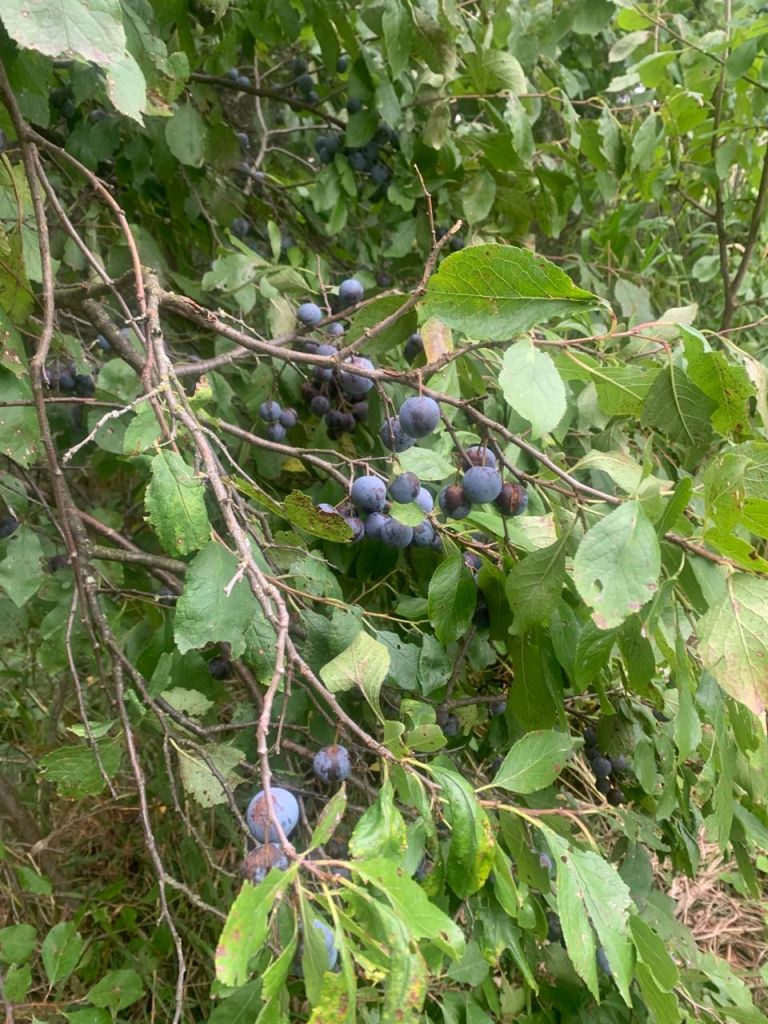 Продажа участка, Шатры,  37:03:011211:38