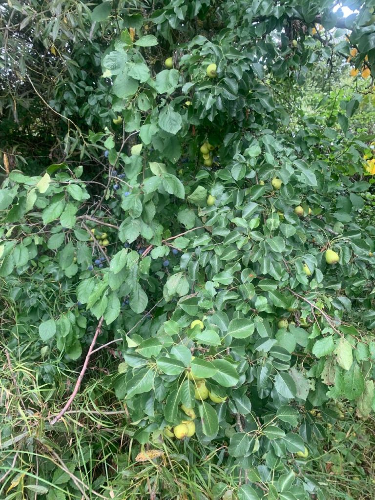 Продажа участка, Шатры,  37:03:011211:38